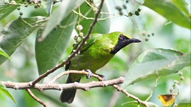 A green bird