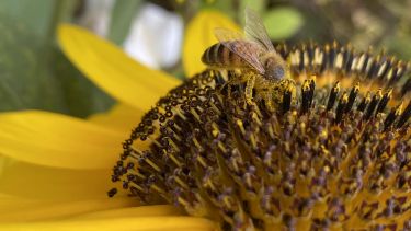 A photo of a bee on a sunflower 