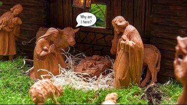 A nativity scene with a speech bubble coming from a cow saying "Why am I here?"