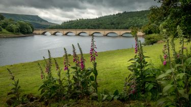 A image of Ladybower reservoir. In the background are hills and the iconic bridge. In the foreground are plants.