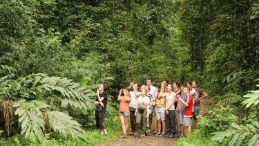 Biosciences students looking at an orangutan in Malaysian Borneo