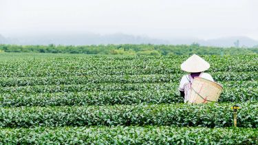 Worker in field