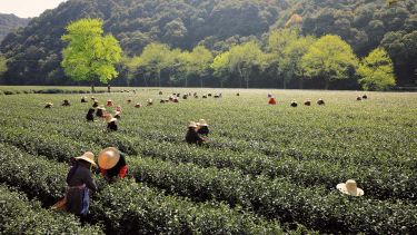 Workers in field