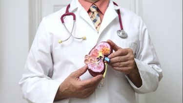 Doctor showing a model of a kidney 