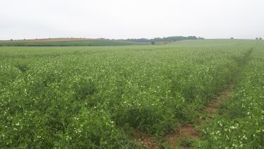 Pea crops at a farm in South East England, cultivated with basalt