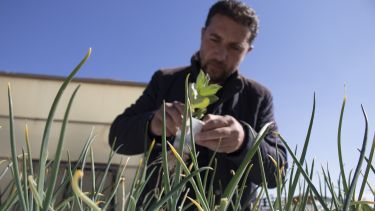 Produce grown at Zaatari refugee camp by hydroponics