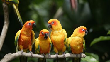 A photo of Four Sun Conures sat on a branch
