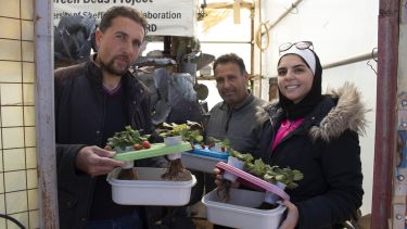 Produce grown at Zaatari refugee camp by hydroponics