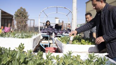 Produce grown at Zaatari refugee camp by hydroponics