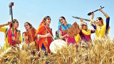 A group of Sikh women in a field, harvesting