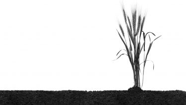 An image of a wheat plant against a white background.
