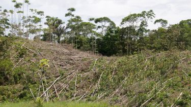 Fallen trees in a forest showing the effects of deforestation