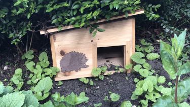 Wooden Hedgehog House nestled in bushes near Arts Tower