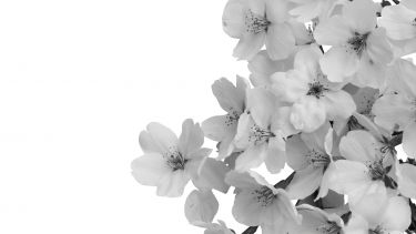 black and white image of cherry blossom flower