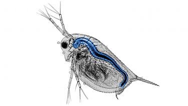 Close up image of a pesticide