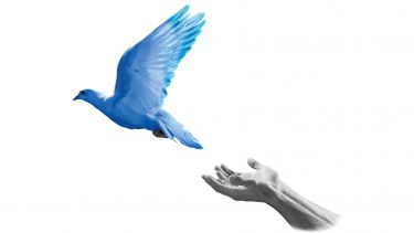 White dove coloured blue flying away from a pair of hands