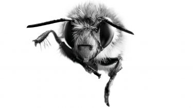 Close up image of a bee