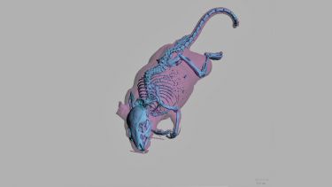 3D rendering of whole mouse