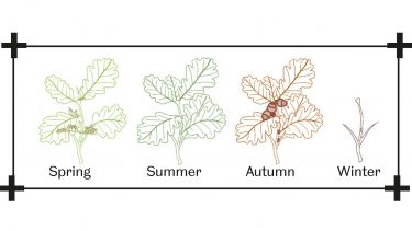 Representation of how a leaf changes throughout the four seasons