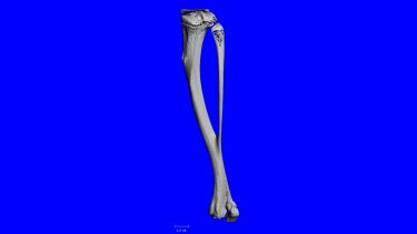 3D model of mouse tibia