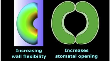 Stomatal