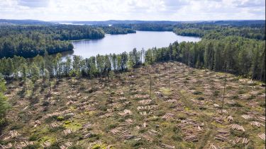 GettyImages-1336631428_Deforestation near Lake