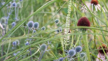 Naturalistic planting in the Healing Garden by Camellia Hayes