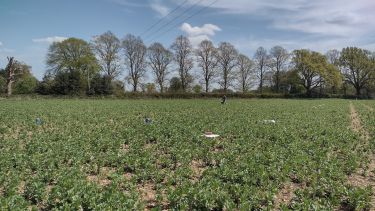 A photo showing our bean crop at Harpenden growing taller in April 2022