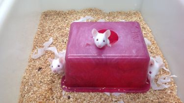 RS - Animal Research, Mice