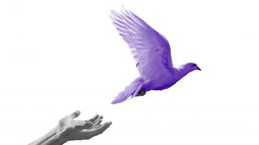 dove flying