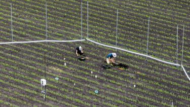 A photo taken from above showing staff working on crops within the RockFACE elevated CO2 ring