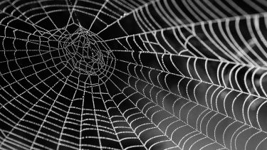 A spider web