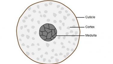 Schematic of the cross-section of the hair fibre illustrating the cuticle, cortex and medulla.