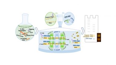 A diagram relating to the research of mRNA