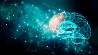 Stock image of human brain