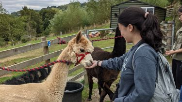 Emily Ip alpacas
