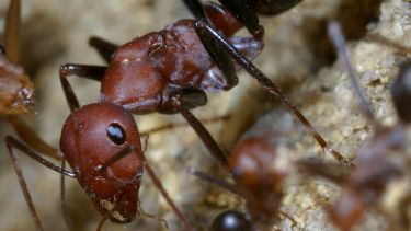 A close up shot of a desert ant