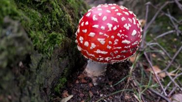 picture of red and white fungi