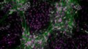 New study discovers how cells vital for organ function arise during early human embryonic development 