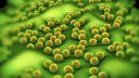 Antimicrobial resistant pathogens crowdsource friendly bacteria to survive in immune cells and cause disease