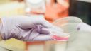 A hand with a latex glove is holding a petri dish