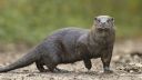 Otters were on the brink of extinction, but have made a remarkable comeback. CREDIT Josh Jaggard.