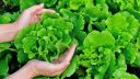 Two adult hands holding a green lettuce with further lettuces in the background