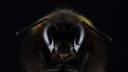 An image of a bee