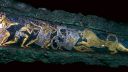 Decorated Lion Dagger