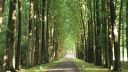 A closely spaced beech avenue to Het Loo Palace, Apeldoorn, The Netherlands, planted in 1907