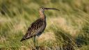 Photo of a Curlew in a field