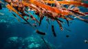 An underwater image of the ocean.