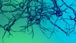 Nerve cells