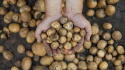 Hands holding potatoes